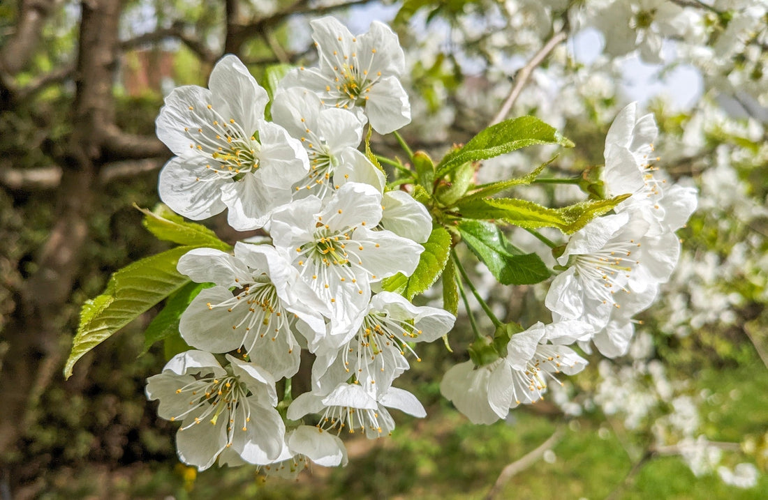 Kirschblüten-Monitoring - Aufruf für neues Projekt der DJG in Bayern e.V.