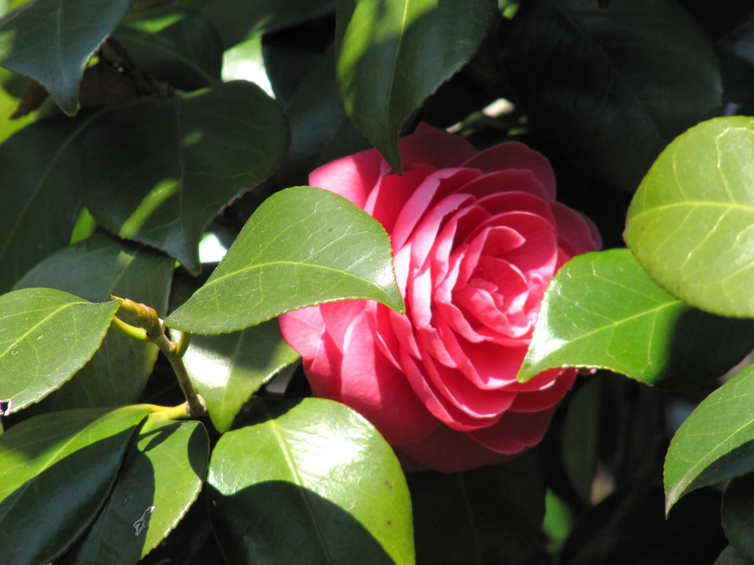 HP-Kaihō März/Apr.2026, Japanischer Gesprächskreis