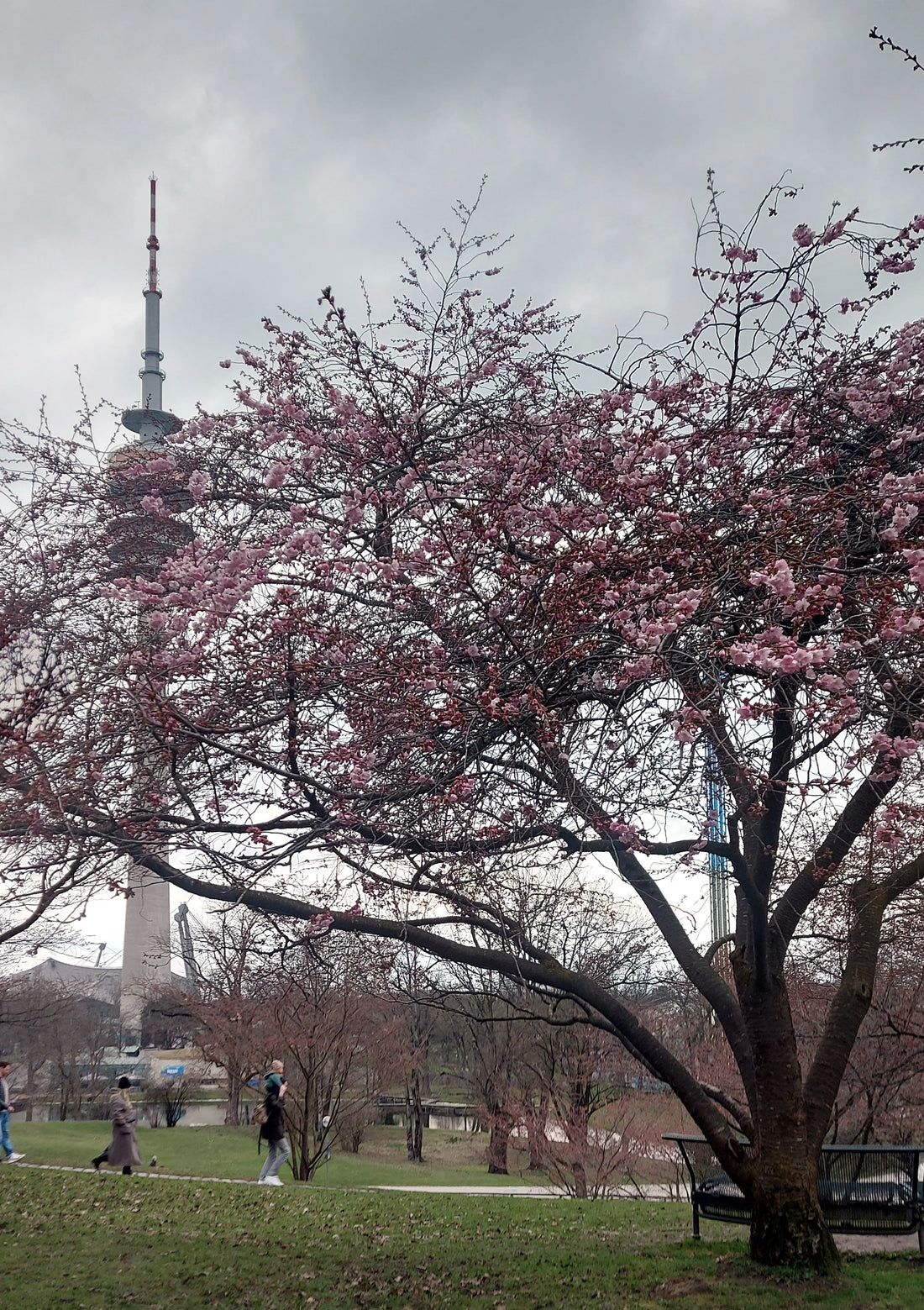 Kirschblüten-Monitoring