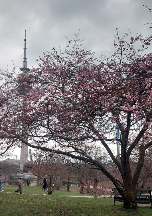 Kirschblüten-Monitoring