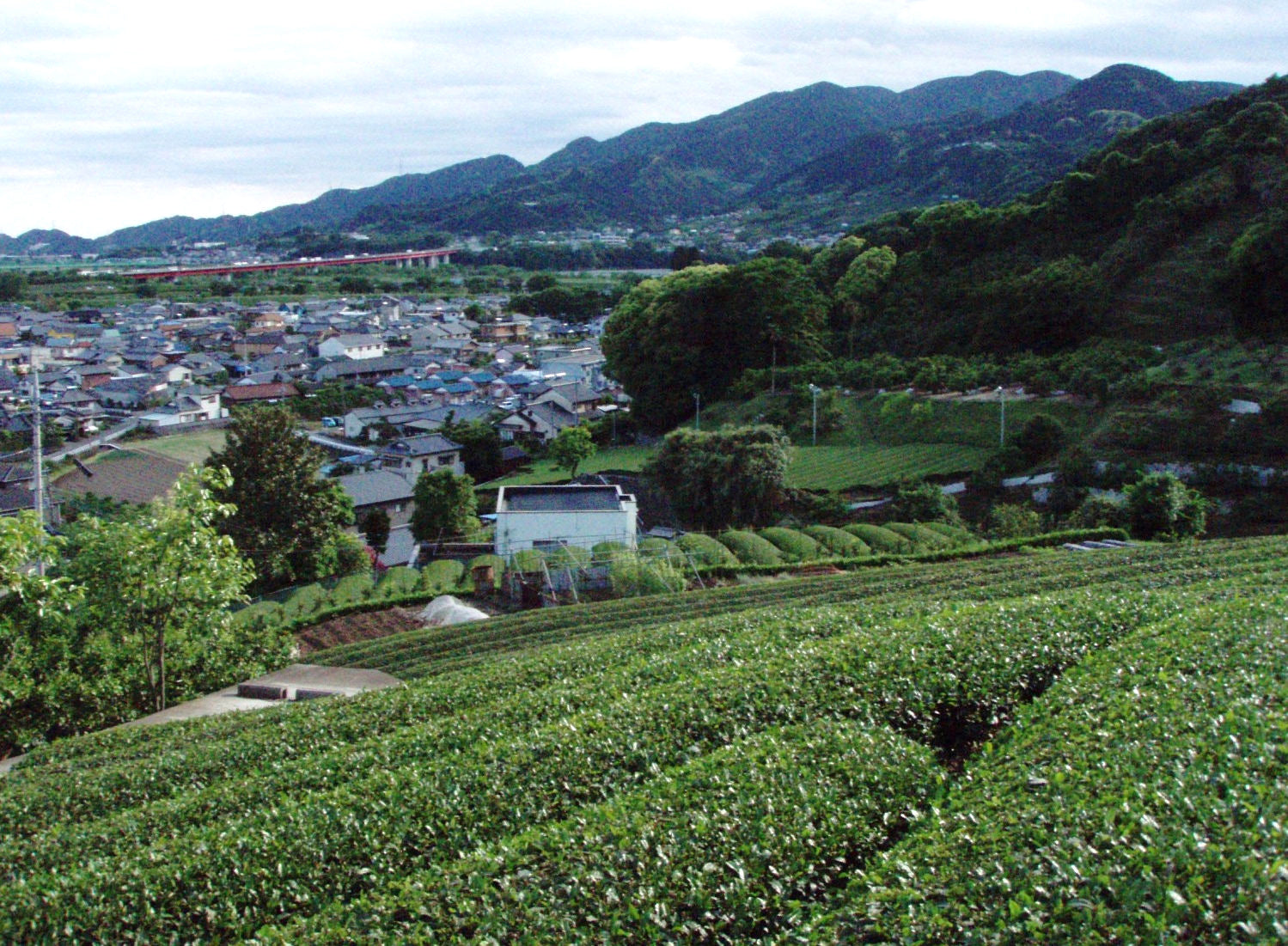 Tee / o-Cha お茶 – djg-muenchen