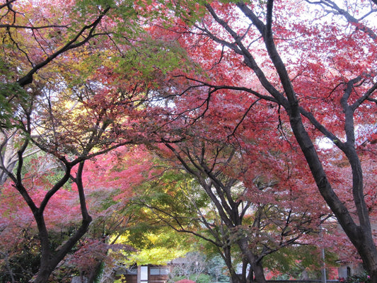 Kaihō Nov./Dez. 2025, Japanischer Gesprächskreis