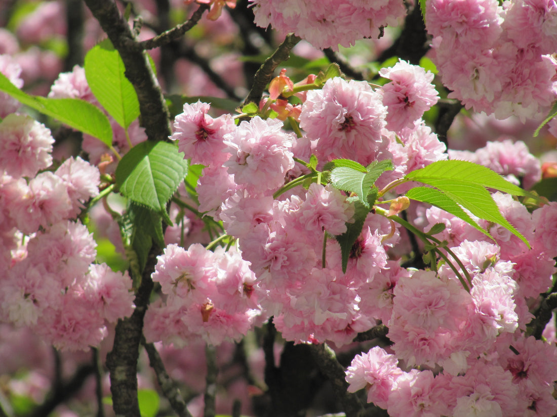 Haiku März/April 2026