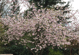 Japanischer Gesprächskreis Februar 2026